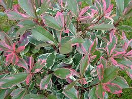 photinia_pinklady