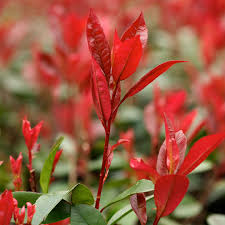 photinia_redrobin