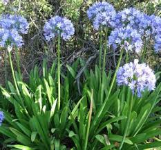 plants_agapanthus