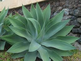 plants_agave