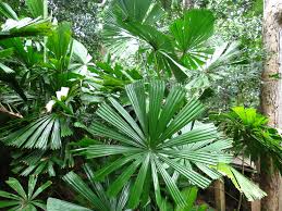 plants_australianfanpalm_licuala_ramsayi
