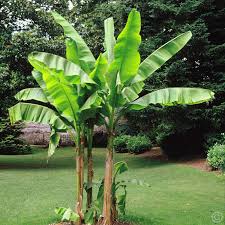 plants_banana