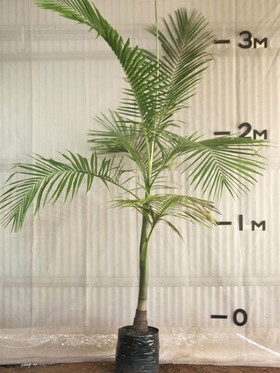 plants_bangalowpalm