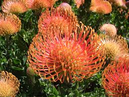 plants_banksia1