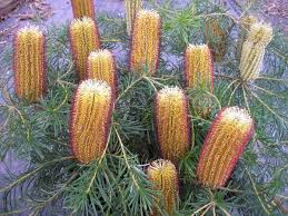 plants_banksia2