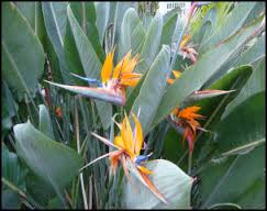 plants_birdofparadise