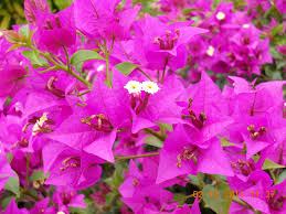 plants_bougainvillea