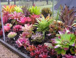 plants_bromeliad