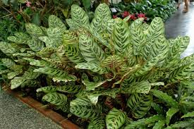 plants_calantheamakoyana