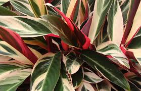 Tropical garden plants coeleveld com