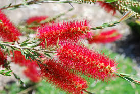 plants_callistemon_bigjohn