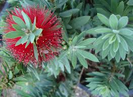 plants_callistemon_littlejohn