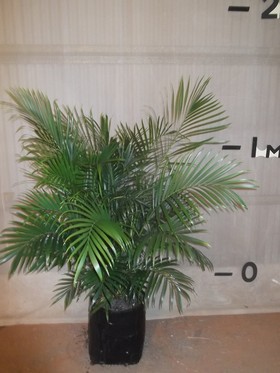 plants_cascadepalm