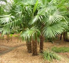 plants_chinesewindmillpalm2