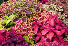 plants_coleus