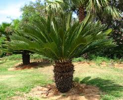 plants_cycad