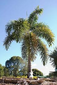 plants_foxtailpalm2