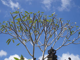 plants_frangipani1