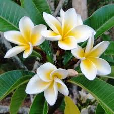 plants_frangipani2