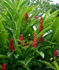 plants_gingeralpinia