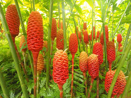 plants_gingerbeehive