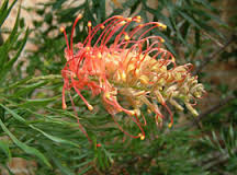 plants_grevillea