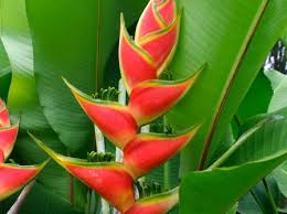 plants_heliconia