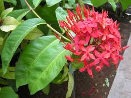 plants_ixora