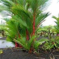 plants_lipstickpalm