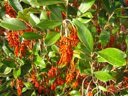 plants_royal_grevillea_murrayvalleyqueen