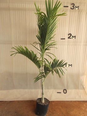 plants_solitairepalm