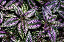 plants_strobilanthes